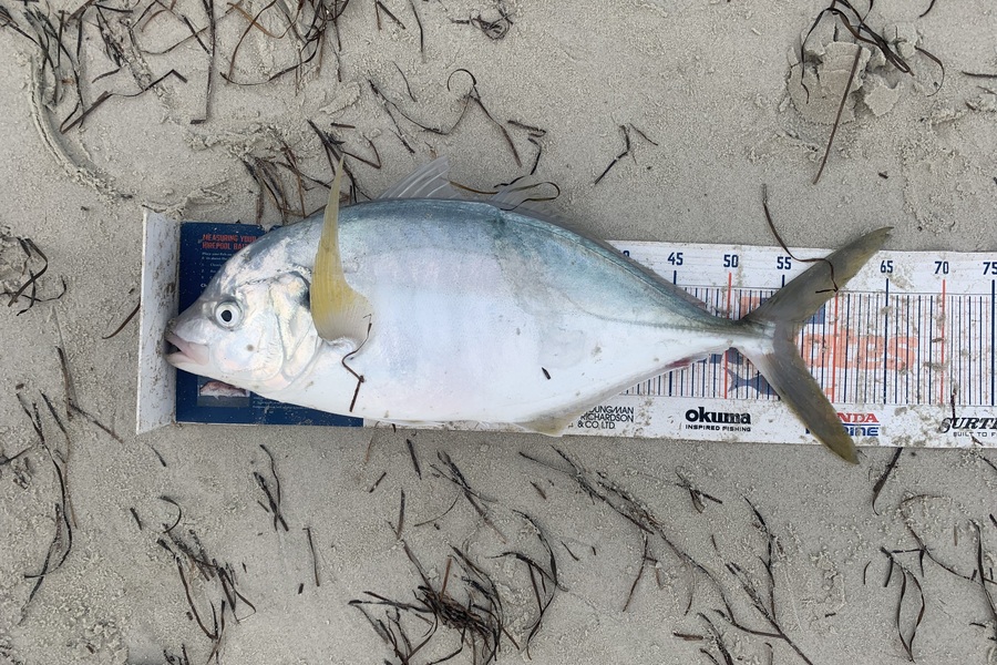 Mark Piskulic caught this 56.0cm Trevally at Far North during The Export NZ Fishing Competition
